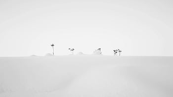 black and white, winter field, snowy landscape, minimalist style, sparse plants, white snow, flowers in snow, monochrome photography, winter scenery, minimalist photography, snow-covered plants