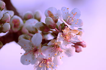 apple Blossom, apple Tree, branch, nature, bloom, spring, fruit Tree, blossom, apple Tree Flowers, white, apple Branch