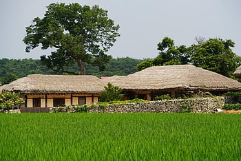 květ, Korea, tradice, Soul, tradiční, kultura, Příroda, jaro, cestovat, hanok, korejština