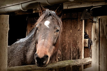 cavallo, capo, stabile, scuderia, natura, testa di cavallo, criniera, stallone, equino, mammifero, animale