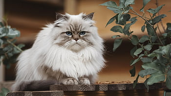 kočka, domácí zvíře, Kočkovitý, zvíře, felidae, Příroda, savec, venku