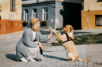 pike, hund, kjæledyr, vennskap, kompanjong, Eieren, caucasian, blond, Kaukasisk kvinne, blond kvinne, canine