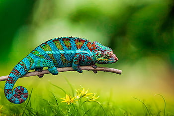 chameleon, animal, wildlife, reptile, camouflage, exotic, wilderness, nature