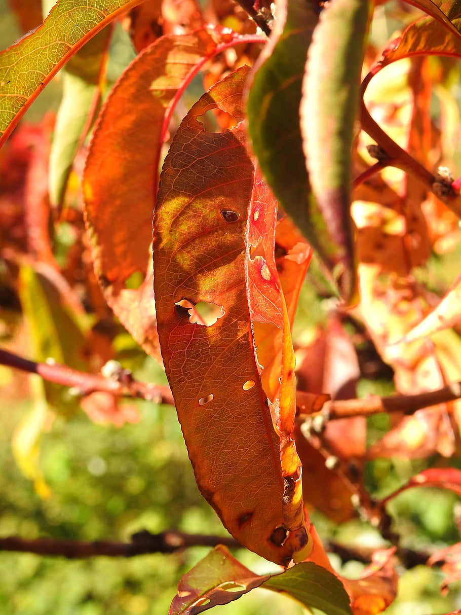 leaves, nature, autumn, season, fall, foliage