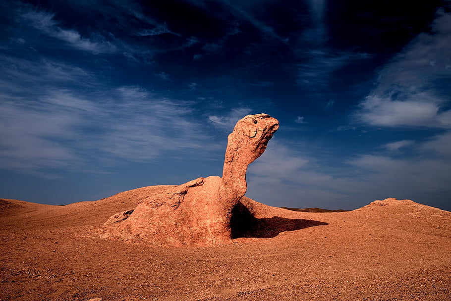 turtle, sand, desert, yadan, xinjiang