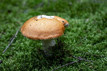 mushroom, fungus, moss, forest Floor, ground, forest, nature, summer, closeup, mycology