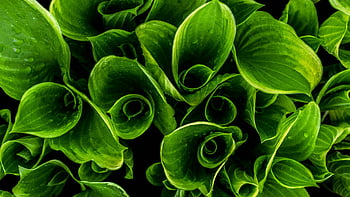 Nahaufnahmen, grünblättrige Pflanzen, lebendige grüne Blätter, Wassertropfen, natürliche Schönheit, Blattbeschaffenheit, Nahaufnahme, Pflanzenfotografie, grünes Laub, Naturfotografie, Blattdetails