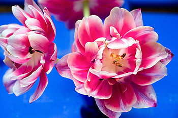 flowers, floral, tulips, petals, nature