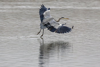 grey Heron, bird, flying, heron, aquatic Bird, water Bird, animal, wildlife, fauna, lake, nature
