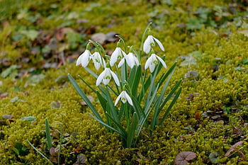 hvid blomst, grønne blade, snowdrop blomster, sprunget helt ud, Levende grøn mos, forår, Elegante blomster, naturlige skønhed, udendørs sceneri, blomsterfotografi, Springtime blomstrer