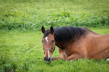 cavallo, mammifero, animale, montare, equino, equidi, prato, campagna, natura, animale da fattoria, cavallo marrone