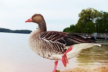 angsa abu-abu angsa, burung air, sirip, keseimbangan, paruh, mata, bulu burung, binatang, alam, di luar, vertebrata