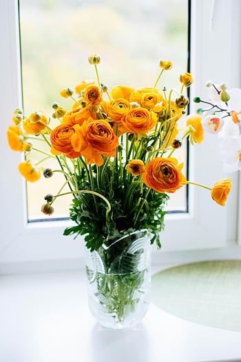 fiori gialli, vaso di vetro, finestra, ranuncolo giallo, bouquet luminoso, Tocco vivace, natura, composizione floreale, fiori al coperto, luce naturale, fiori decorativi