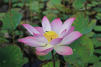 lotus, flower, nature, meditation, pink, blossom, flower Background, bloom, beautiful Flowers, peace, zen
