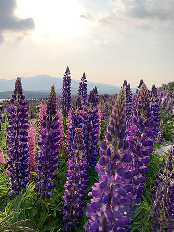 new Zealand, lupin, flower, nature, lake Tekapo, lake