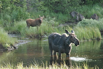 moose, pair, moose And Cow, wet, nature, wildlife, family, animal, outdoor, outdoors, sunny