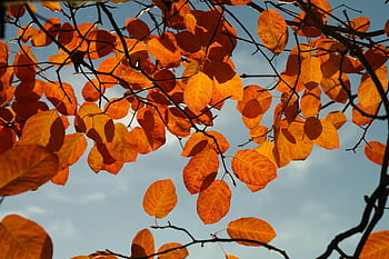 orange blade, efterårsblade, lyse orange, klar blå himmel, dagslys, falde blade, trægrene, Sæsonbestemte farver, naturfotografering, udendørs sceneri, levende farver