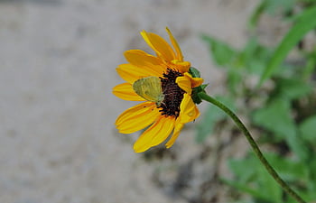 butterfly, nature, insect, wings, entomology, summer, pollinator, wing