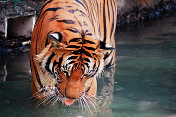 tigre, animale, zoo, grande gatto, strisce, felino, mammifero, natura, gatti selvatici, pericoloso, in via di estinzione