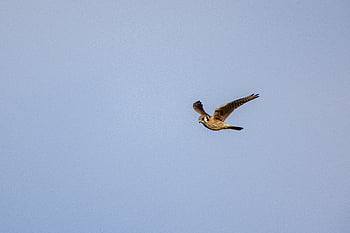 bird, flying, animal, feather, nature, wildlife, wing, flight, fly, isolated, blue