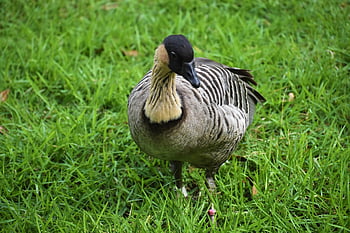 nene, goose, bird, hawaiian Goose, waterfowl, nature, water Bird, aquatic Bird, animal, plumage, closeup