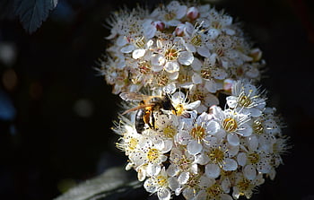 bee, insect, flowers, petals, bloom, physocarpus, ornamental Shrub, ornamental Plant, garden, shrub, blossoms