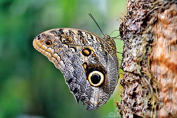 sova motýl, motýl, hmyz, kůra, strom, tropický motýl, křídla, zahrada, Příroda, Botanická zahrada, detailní