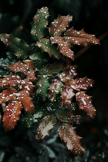 Wassertau, grüne Blätter, braune Blätter, Mahonia geht, frische Regentropfen, Nahansicht, üppiges Laub, Essenz des Herbstes, Herbstblätter, Naturfotografie, Dewdrops auf Blättern