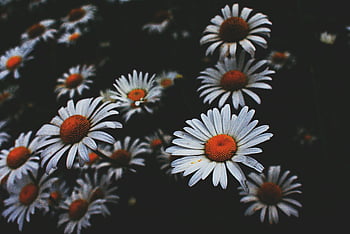 hvide kamille blomster, nærbillede foto, Blomstrende tusindfryd, Mørk haveindstilling, Bedøvelse nærbillede, hvide blomster, Kamile blomster, haven blomster, Blomster nærbillede, daisy blomster, mørk baggrund