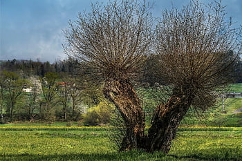 pasture, pollarded Willow, strunk, tree Trunk, tree, nature, basket Willow, growth, branches, dirt Road, to Stroll