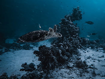 sea Turtle, underwater, dive, tortoise, red Sea