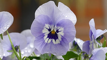 flower, pansy, beautiful Flowers, flower Background, botany, flower Wallpaper, bloom, blossom, petals, spring, nature