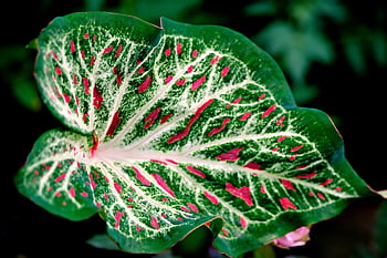plant, leaf, folliage, caladium, nature, triclor