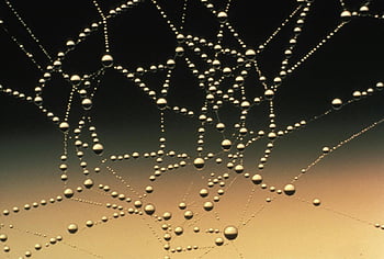 water drops, close-up photography, spider web, dew drops, macro photography, nature photography, water droplets, spider web dew, water bead, spider web close-up, water drop macro