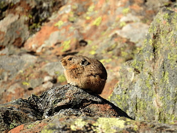 pika, animal, mammal, small Animal, fur, wild Animal, wildlife, wildlife Photography, nature, kamchatka, volcano
