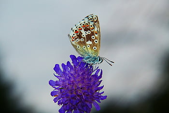blauer Korydon, tom, Insekt, Schmetterlingstag, Blume, Riegel, Blumen Hintergrund, Müsli, Tiere, Natur, draußen