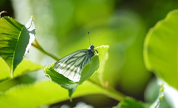 butterfly, rapeseed White Butterfly, green-veined White, nature, hedge White, animal, butterflies, insect, spring, flying Insect, leaves
