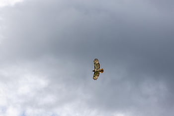 hawk, bird, animal, flying, sky, clouds, bird Of Prey, wings, raptor, wildlife, predator