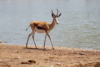 springbok, zvíře, banka, jezero, řeka, antilopa, savec, volně žijících živočichů, divočina, divoký, Příroda