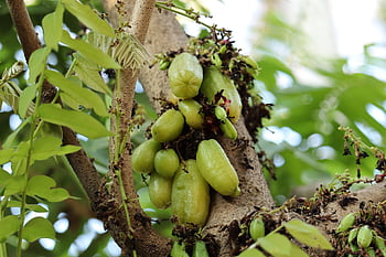 kerala, bilimbi, Indie, ovoce, strom, Příroda, větev, zdravý, hospodařit, čerstvý, zahrada