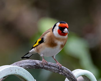 goldfinch, bird, animal, carduelis Carduelis, wildlife, plumage, branch, perched, beak, nature, birdwatching