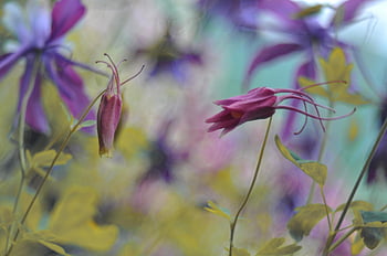 flowers, beautiful Flowers, leaves, plants, purple Flowers, blossoming, blooming, flower Background, garden, hd Wallpaper, flora