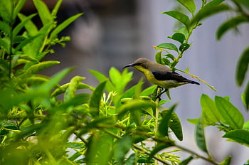 bird, beak, wings, tree, leaves, foliage, perched, nature, feathers, outdoors, branch