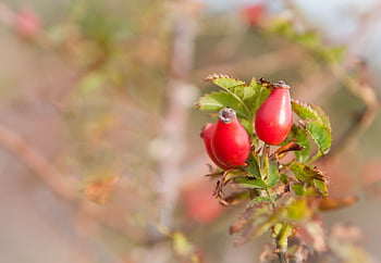rose hofte, te, blomstre, flor, sund og rask, natur, rød, efterår, plante, Busk, frugt
