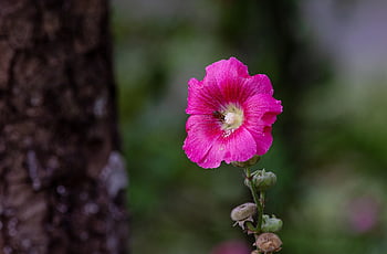 慢性の、 花の壁紙、 家族、 ピンク、 althaea rosea、 ヒイラギアオイ、 葵、 花の背景、 花、 マロー、 自然