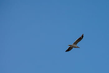 seagull, flying, blue sky, mid-flight, clear sky, bird, wildlife, nature, outdoors, avian, graceful flight