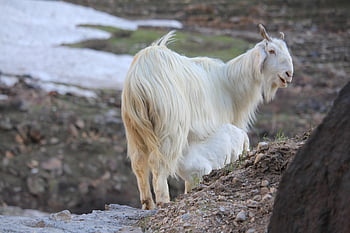 Damhirschkuh, Kind, Hügel, Baby-Ziege, Säugling, Ziegen, Tiere, Säugetiere, Vieh, ländlich, Landschaft