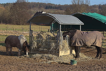 horse, pony, coupling, nature, pasture, graze, farm, species, fauna, equine