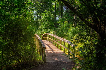 skog, bro, sti, tre, grønn, natur, landskap, løvverk, gå, pathway, promenaden