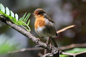 červenka, pěvec, malý pták, pták, peří, ornitologie, volně žijících živočichů, Příroda, větev, erithacus rubecula